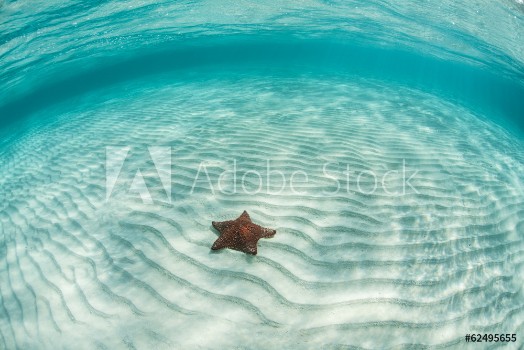 Picture of Caribbean seastar and sand